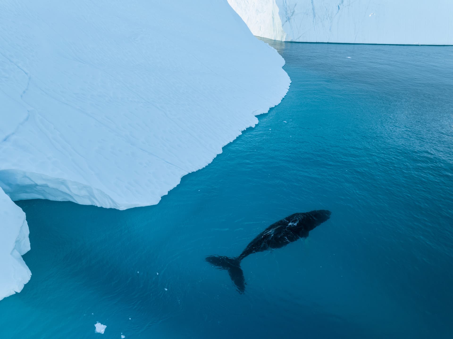 Baleine à bosse nageant dans les eaux turquoise au pied d'un iceberg