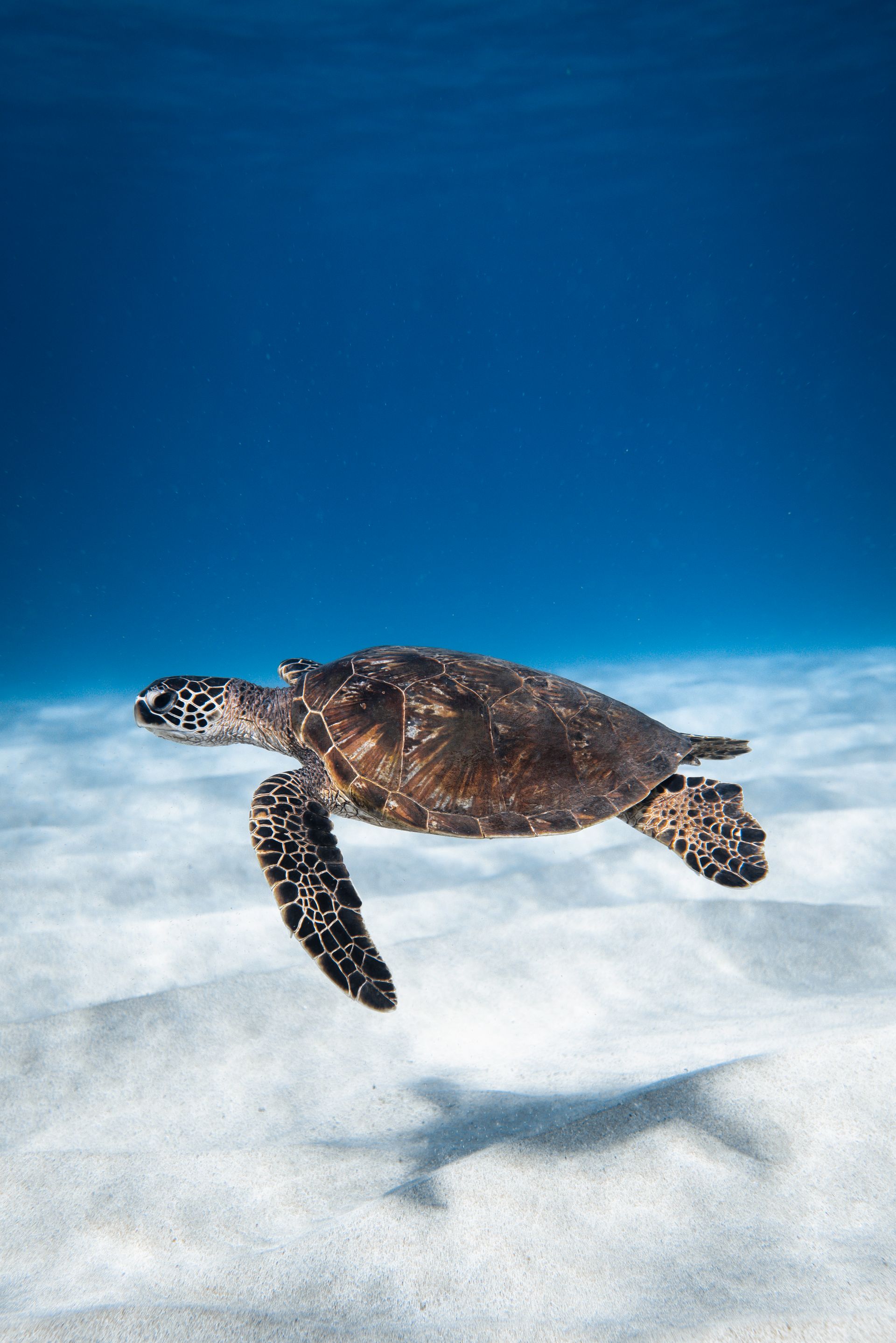 Les Tortues