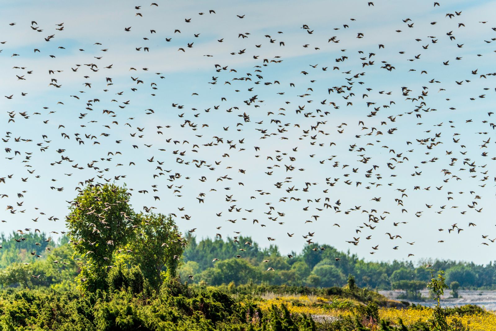 Les Oiseaux migrateurs