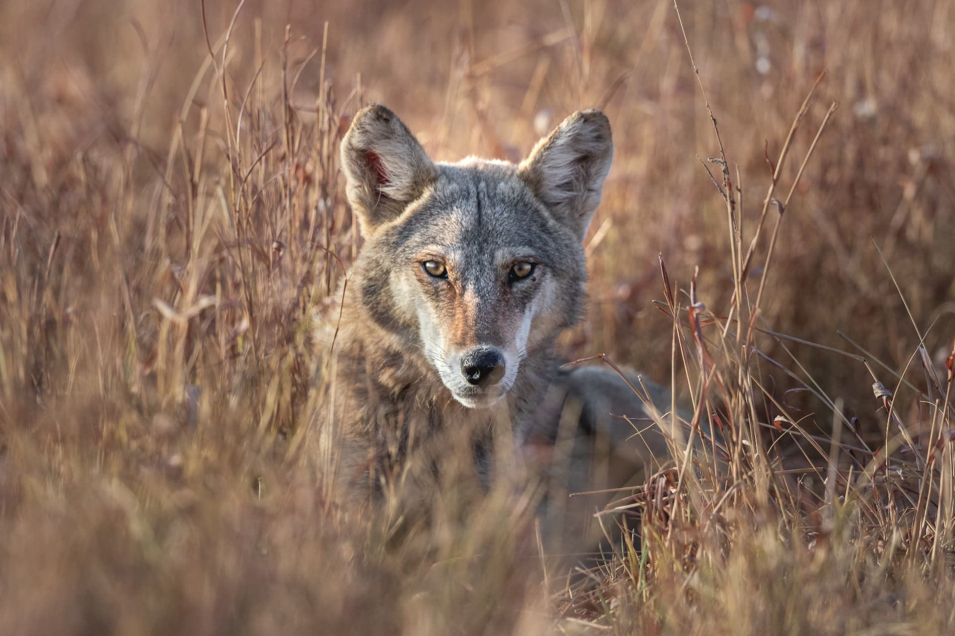 Les Loups