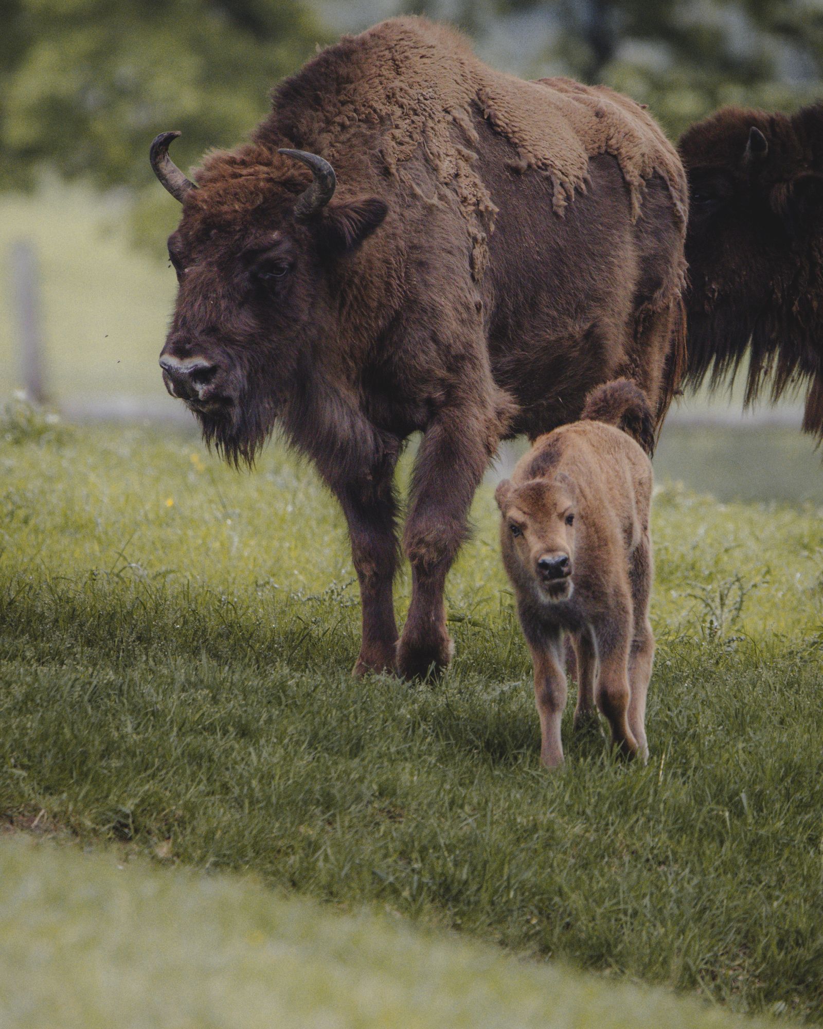 Les Bisons